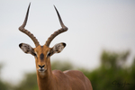 Impala Portrait 1