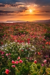 z4279 West Wight Poppies and Daisies at Sunset