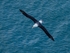 Black-browed Albatross