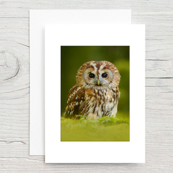 Tawny Owl