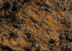 Pycnoclavella aurilucens