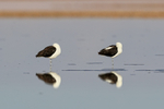 Andean Avocets resting, Chaxa, Chile