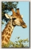 Giraffe close-up