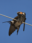 Greater Striped Swallow