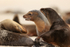 Galapagos Sea Lions, Gardner Bay, Espanola, Galapagos
