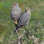 Grey Kestrel pair
