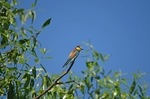 European Bee-eater