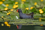 Moorhen - Gallinula chloropus