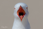 Gull Squark 3