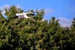 Wood Stork on landing approach, Wakodahatchee Wetlands, Florida