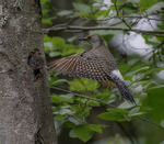 Northern Flicker female with young