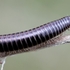 Tachypodoiulus niger (Black Millipede)