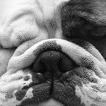 Let Sleeping Dogs..