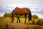 Bay Horse_9929