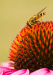 Hoverfly RPNP0020