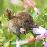 Bank Vole
