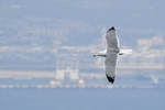 Yellow-legged Gull in flight, Gibraltar