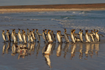 King Penguin Reflections
