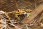 Common Toad in a water-filled ditch at Otmoor