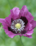 PURPLE POPPY