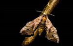 Poplar hawkmoth