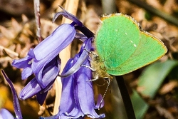 Green Hairstreak
