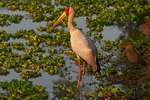 Yellow Billed Stork & Hamerkop