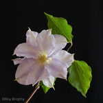 Flora-014