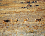 Laramie Peak Mulies