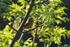 Wren