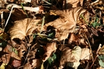 sun glinting on winter leaves