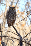 Great Horned Owl, Bosque del Apache, New Mexico