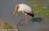 Yellow- billed Stork