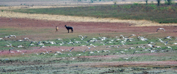 Chatra Sagar