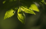 rowan