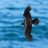 Raven in flight at Durlston