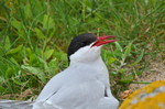 Arctic Tern