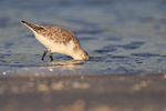 Sanderling looking for food in the sea, Fort De Soto, Florida