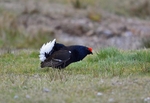 Black Grouse