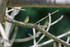 Southern Beardless-Tyrannulet in tree, Colon, Panama