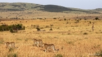 IMG_1276 Maasai Mara