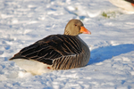 Greylag Goose