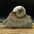 Sold scun 167 Aegasteroceras sp