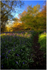 Pinfield Woods #04