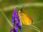 Essex Skipper