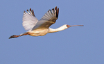 African Spoonbill
