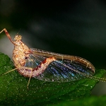 The Elegance of the Cloeon dipterum Mayfly