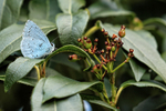 Holly Blue, underwings showing, on viburnum, Oxfordshire