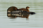Common Loon resting with chick on back, Minnesota