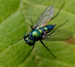 AnimalsCreatures _0026